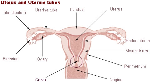 Uterus Transplant - Marvel of Modern Medicine