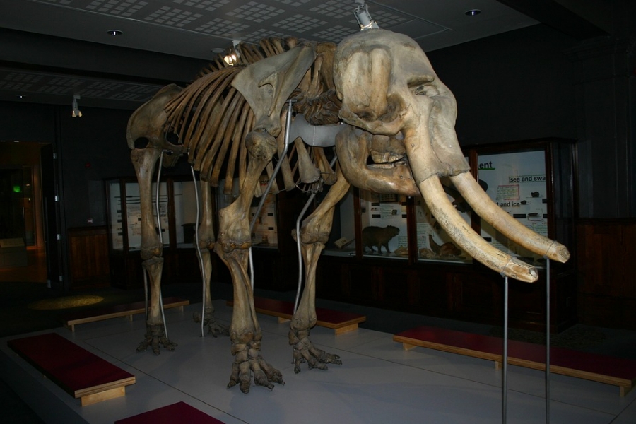The roundworms described were contemporary of the now extinct woolly mammoth (Picture  Above)