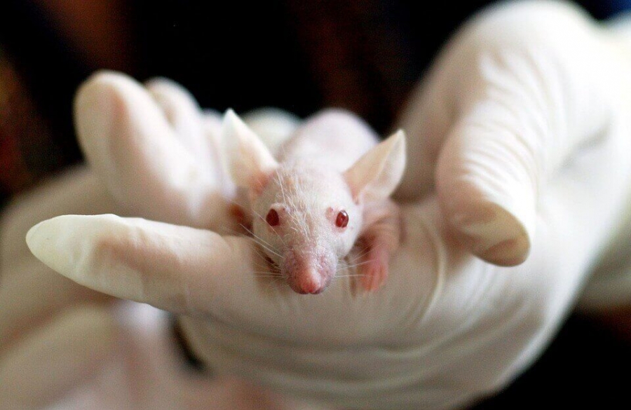 Scientists plan to grow human cells in mouse and rat embryos and then transplant those embryos into surrogate animals, with final aim to get organs made of human cells.