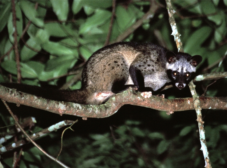 Asian Palm Civet in it is natural habitat