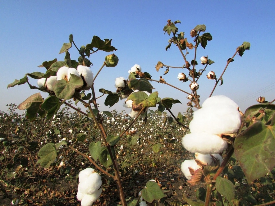 Gossypol is  derived from the cotton plant.