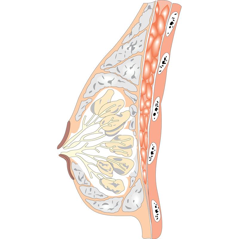 Breast Anatomy.