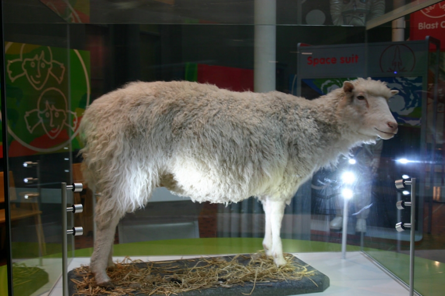Dolly the sheep,  The world first cloned sheep, now a stuffed exhibit in museum.