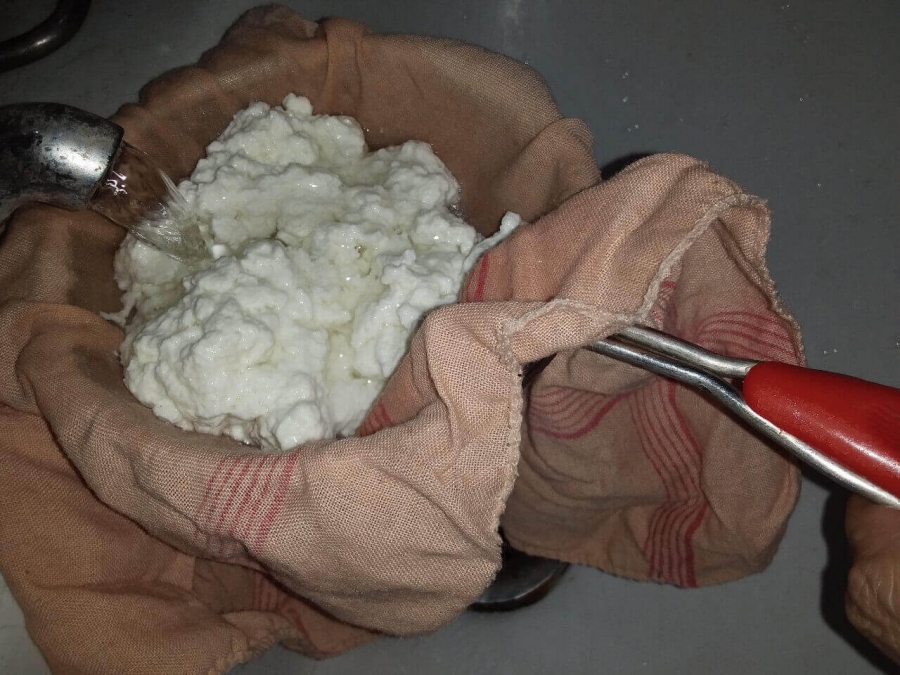 Chena being washed under running water as described in easy Recipe of Rasgulla.
