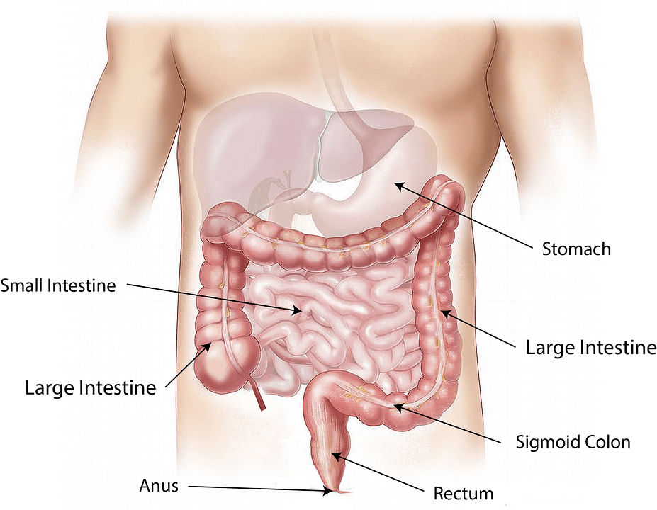 The abdomen & the gut.