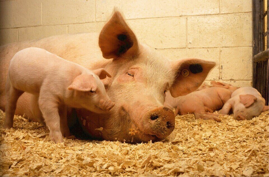 Pigs are one of the most preferred animals for human xenotransplantation.