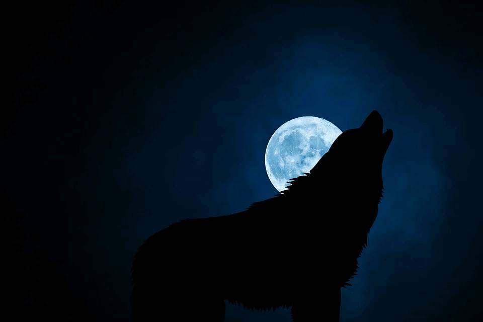 As per Fairy Tales  transformation to werewolf was seen mostly in the  full moon night.