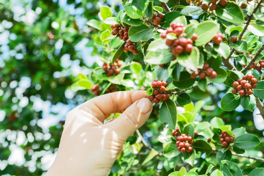 Coffee fruits in the tree