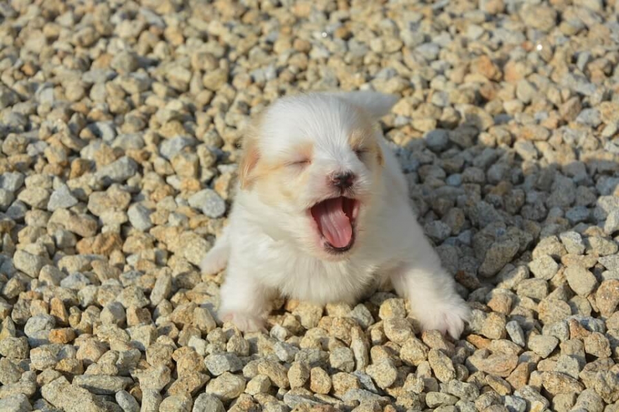 Contagious yawning has been noted in dogs & certain other animals.