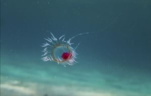 Turritopsis dohrnii medusa