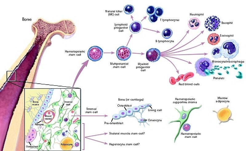 Stem cell differentiaion is also adversely effected by ageing