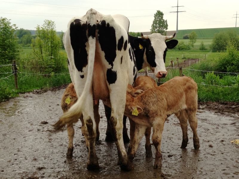 Three Blonde Aqutaine calves from embryo transfer suckling at one cow