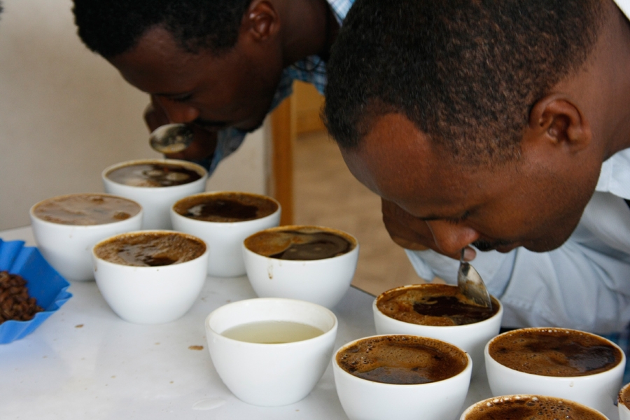 Cuppers - professional coffee tasters