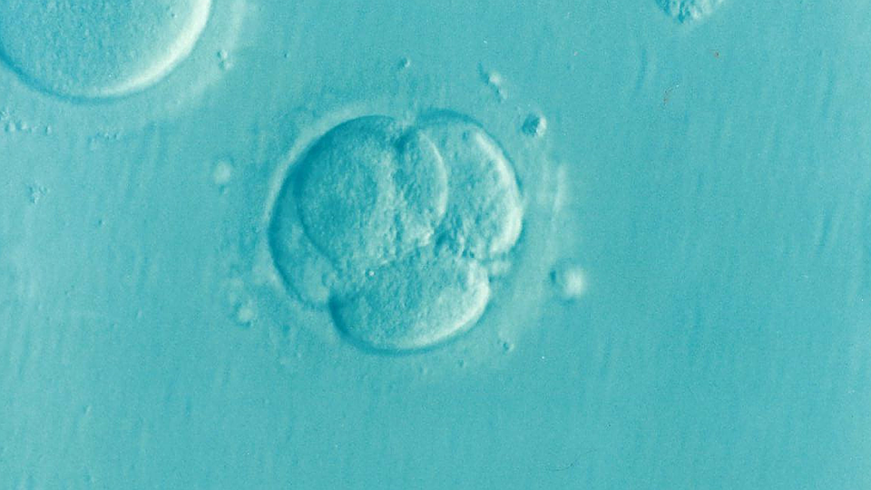 Human embryo in four cell stage.