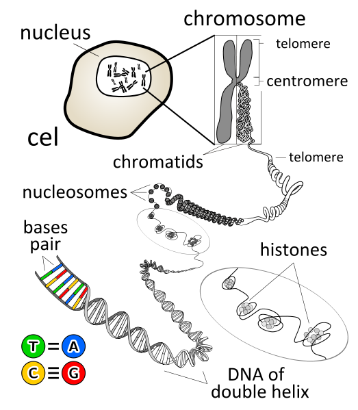 Structure of chromosome & Telomere in the nucleus of a cell