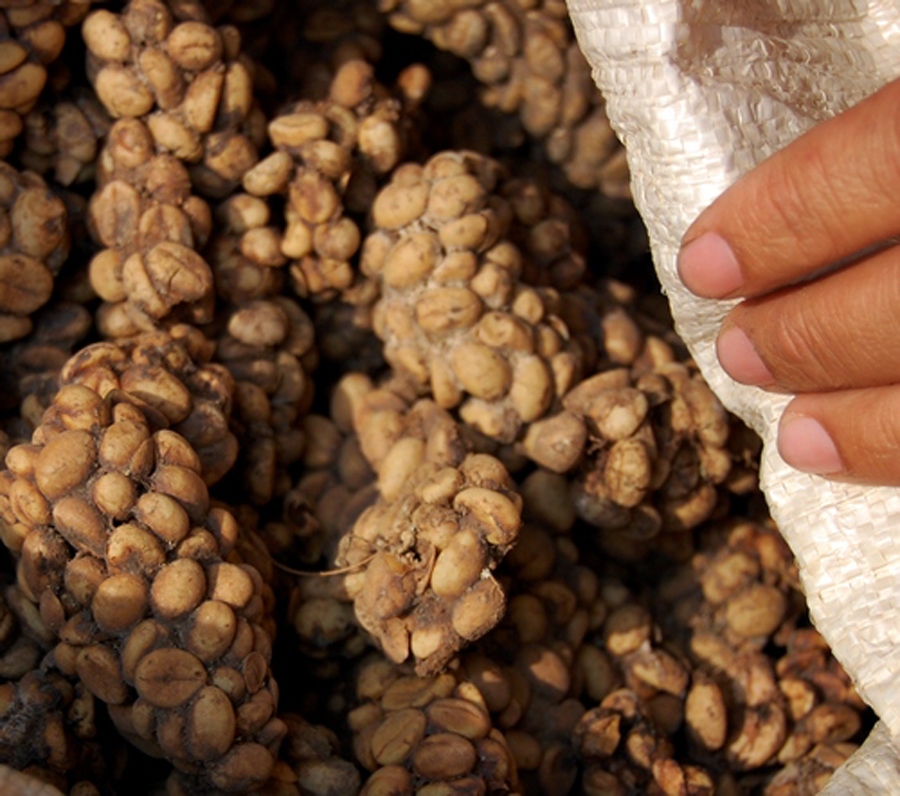 Kopi luwak, coffee seeds obtained from faeces of palm civet
