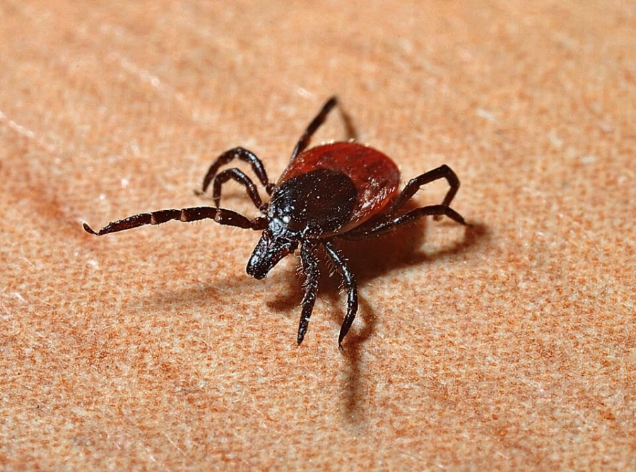 The black-legged tick (or deer tick) which transmits Lyme disease.