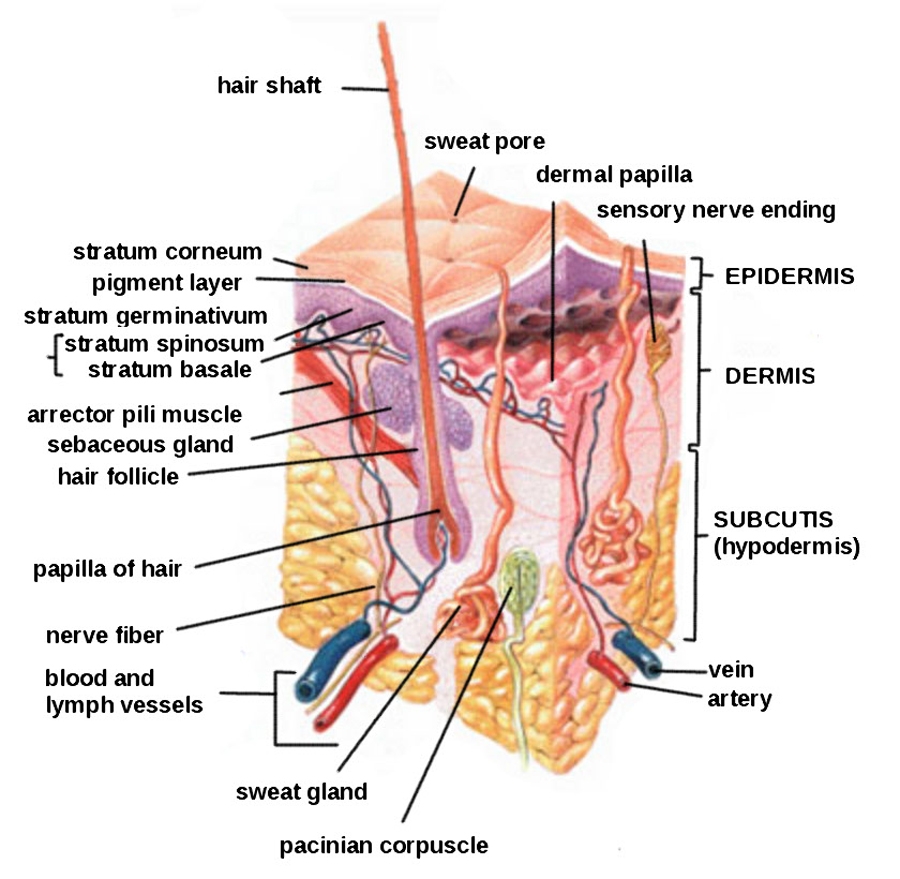 Knowledege of skin anatomy is essential for the procedure