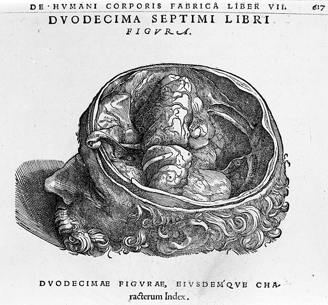 Drawing of the brain, by Vesalius.