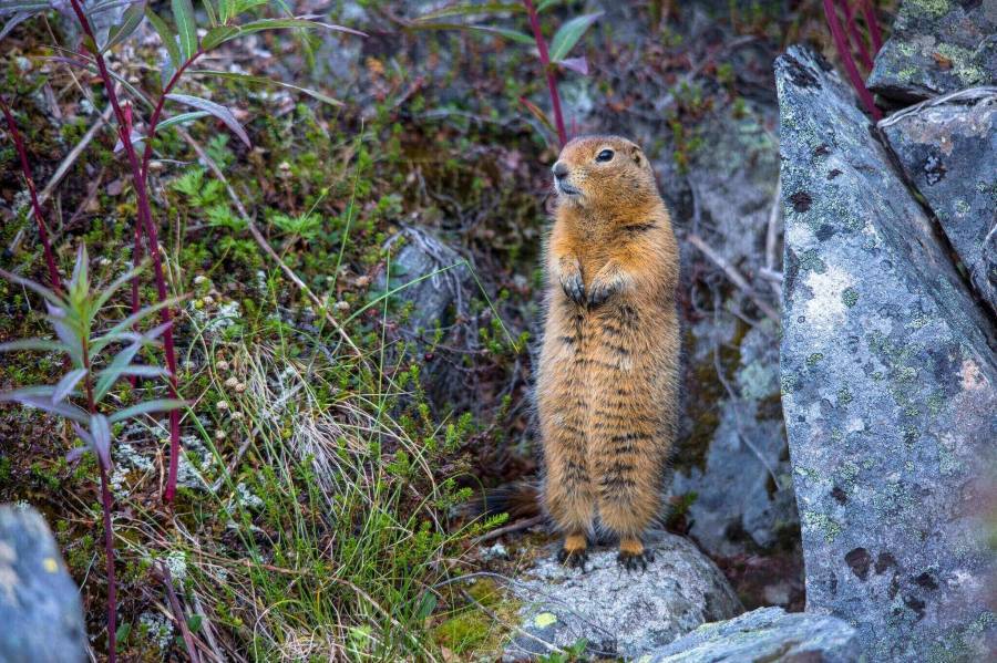 Arctic ground squirrel can stay frozen up to 9 months