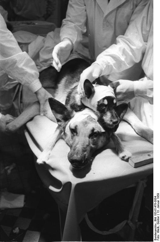 Experimental Dog head Transplantation in East Germany in 1959
