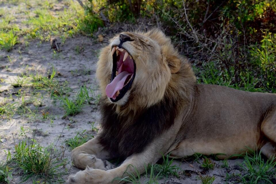 Not even the king of jungle is immune to yawning.