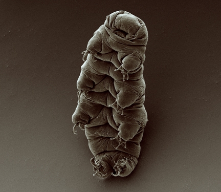 Adult tardigrade -- The toughest living organism