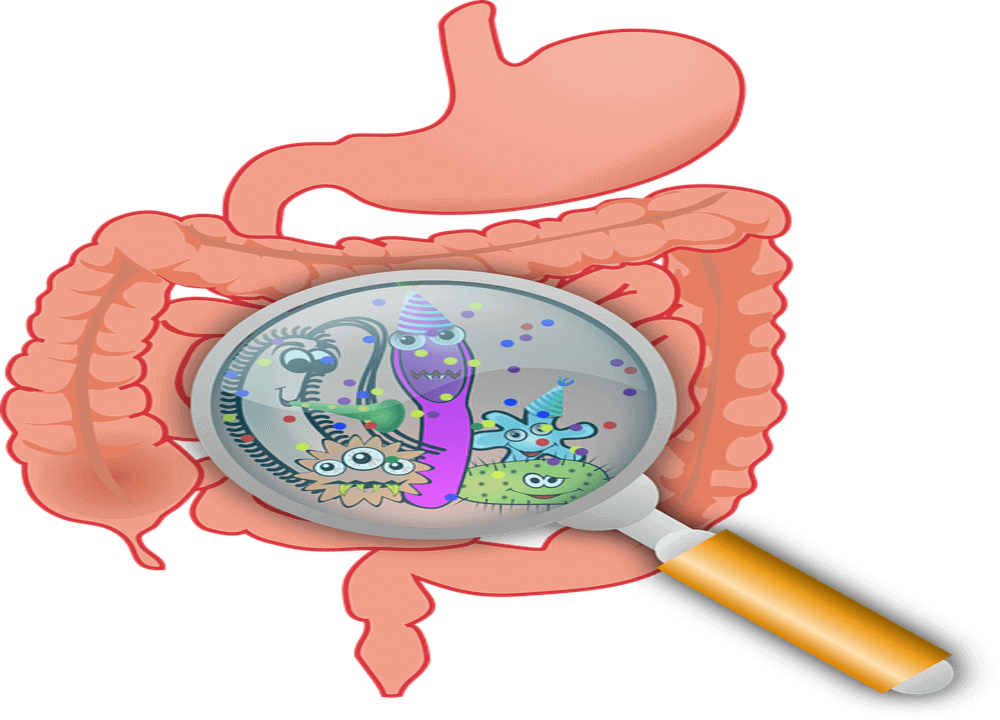 Gut Bacteria can be manipulated to improve overall health status.