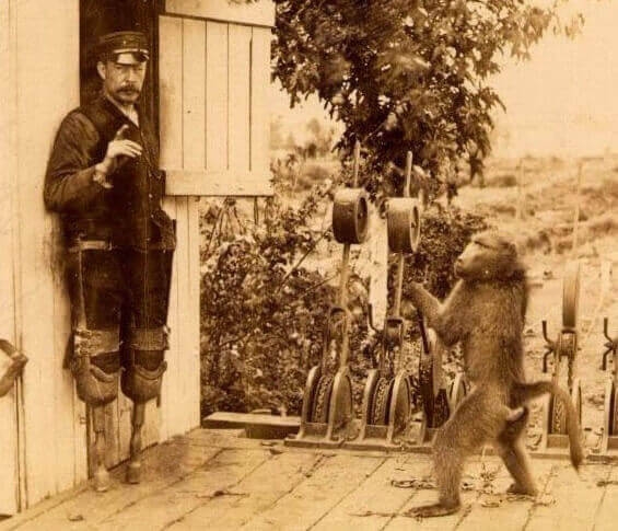 The story of James Wide with Jack remains a glorious example of human determination & a baboon's loyalty.