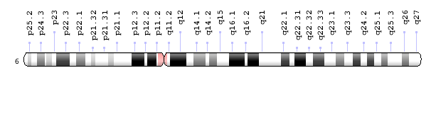 Ideogram of human chromosome 6.