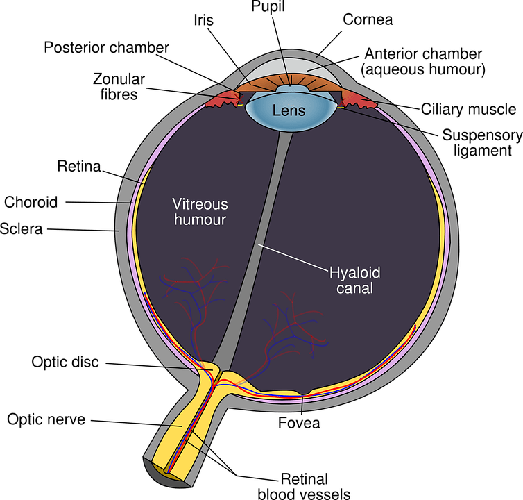Anatomy of  Eye.