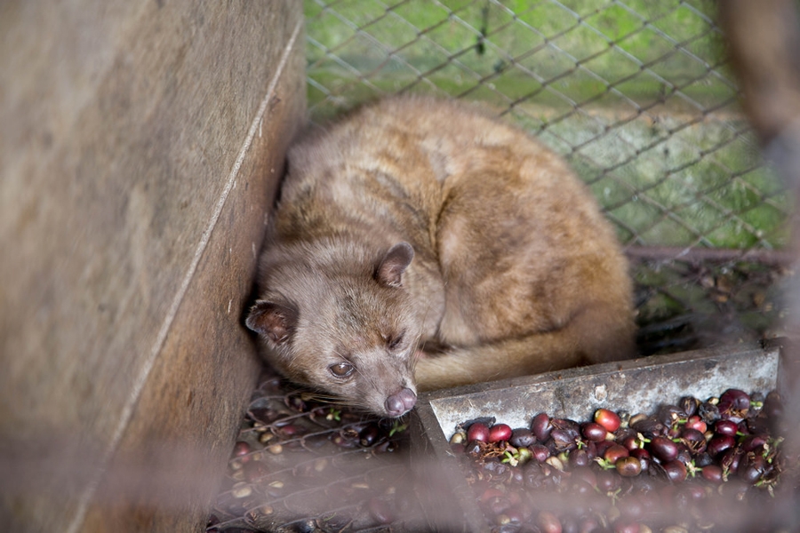 A civet cat in captivity